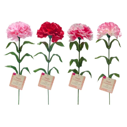 ---Single Carnation - Basic