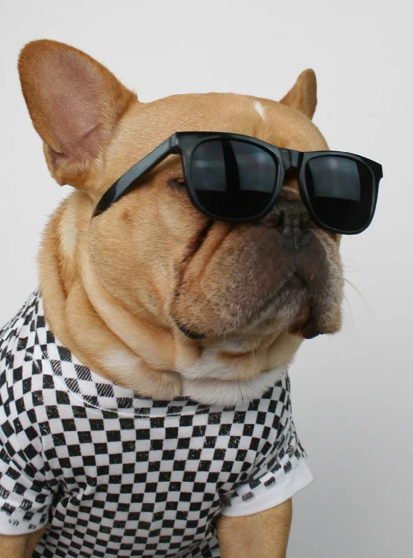 Dog clothesRisky Business Sunglasses
